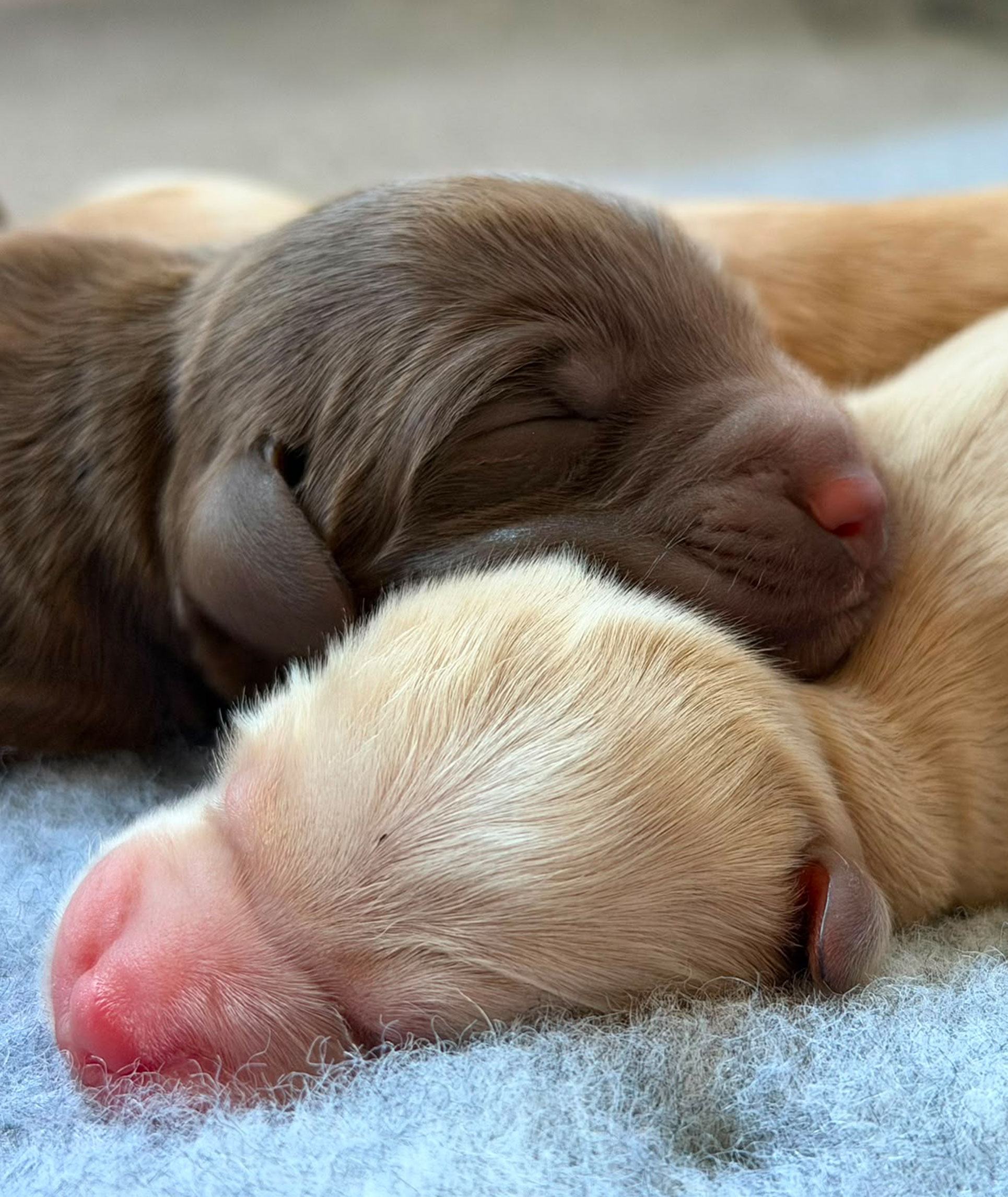 cachorrillo-2