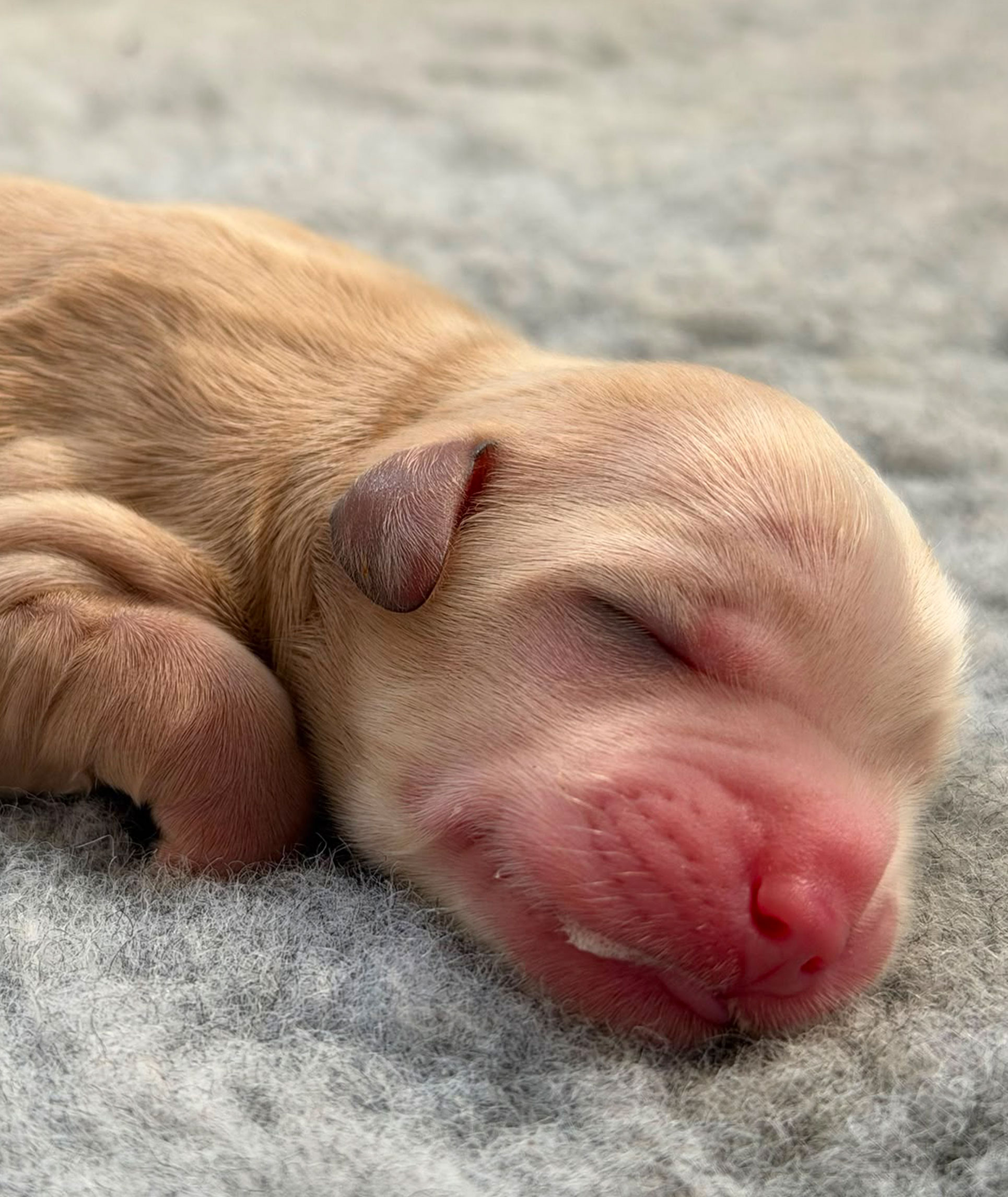 cachorrillo-3